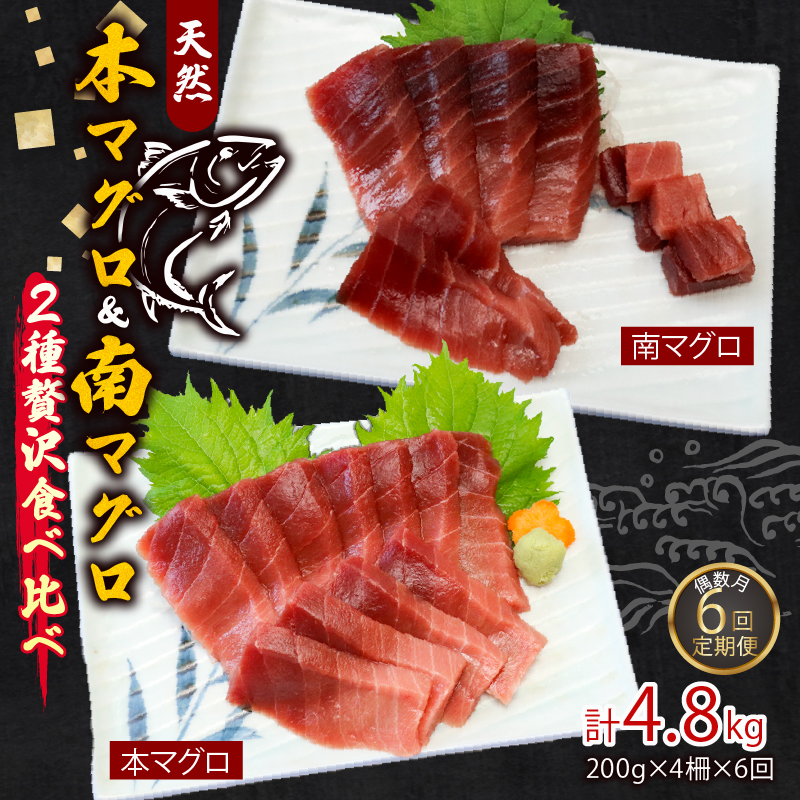 【６回定期便】天然本マグロ 天然南マグロ 中トロ 各２柵 偶数月 まぐろ 鮪 鮮魚 刺身 寿司 高級 食べ比べ