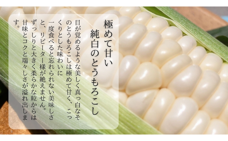 【先行予約】 極めて甘い白いとうもろこし 6月中旬より発送 おすすめ コーン トウモロコシ 採れたて 新鮮 健康 ヘルシー 人気 厳選 袋井市