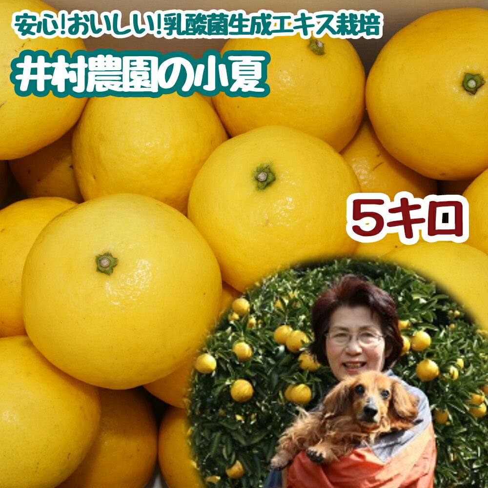 【ふるさと納税】令和8年4月中旬以降発送 小夏 井村農園の小夏（5kg）5キロ 日向夏 みかん ミカン 柑橘 フルーツ こなつ コナツ ニューサマーオレンジ おやつ デザート 美味しい おいしい さっぱり 国産 ギフト プレゼント 贈答 高知県 高知 故郷納税 返礼品【R00357】