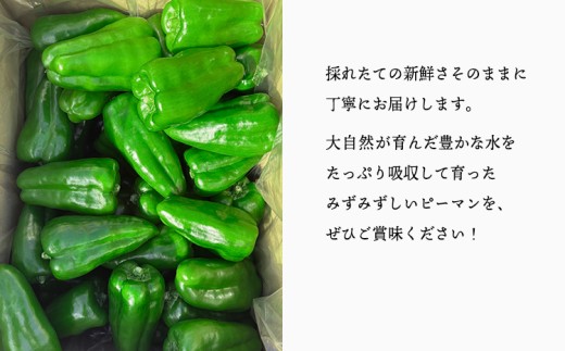 宮崎県高原町産ピーマン2kg（約40～45個）　[国産 九州産 炒め物 焼肉 BBQ 肉詰め 天ぷら 中華 10000円以下]  TF0919ｰP00082