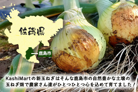 鹿島市産 新玉ねぎ 合計5kg