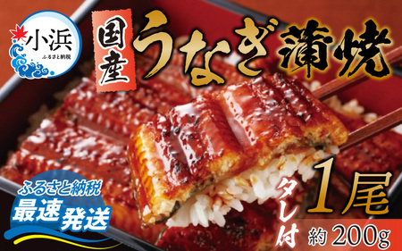 冷蔵 国産 うなぎ 蒲焼 1尾 約200g タレ付 / 鰻 うなぎ ウナギ /  小浜市 / 真魚源【配送不可地域：北海道・沖縄・離島】 [BFCJ001] 