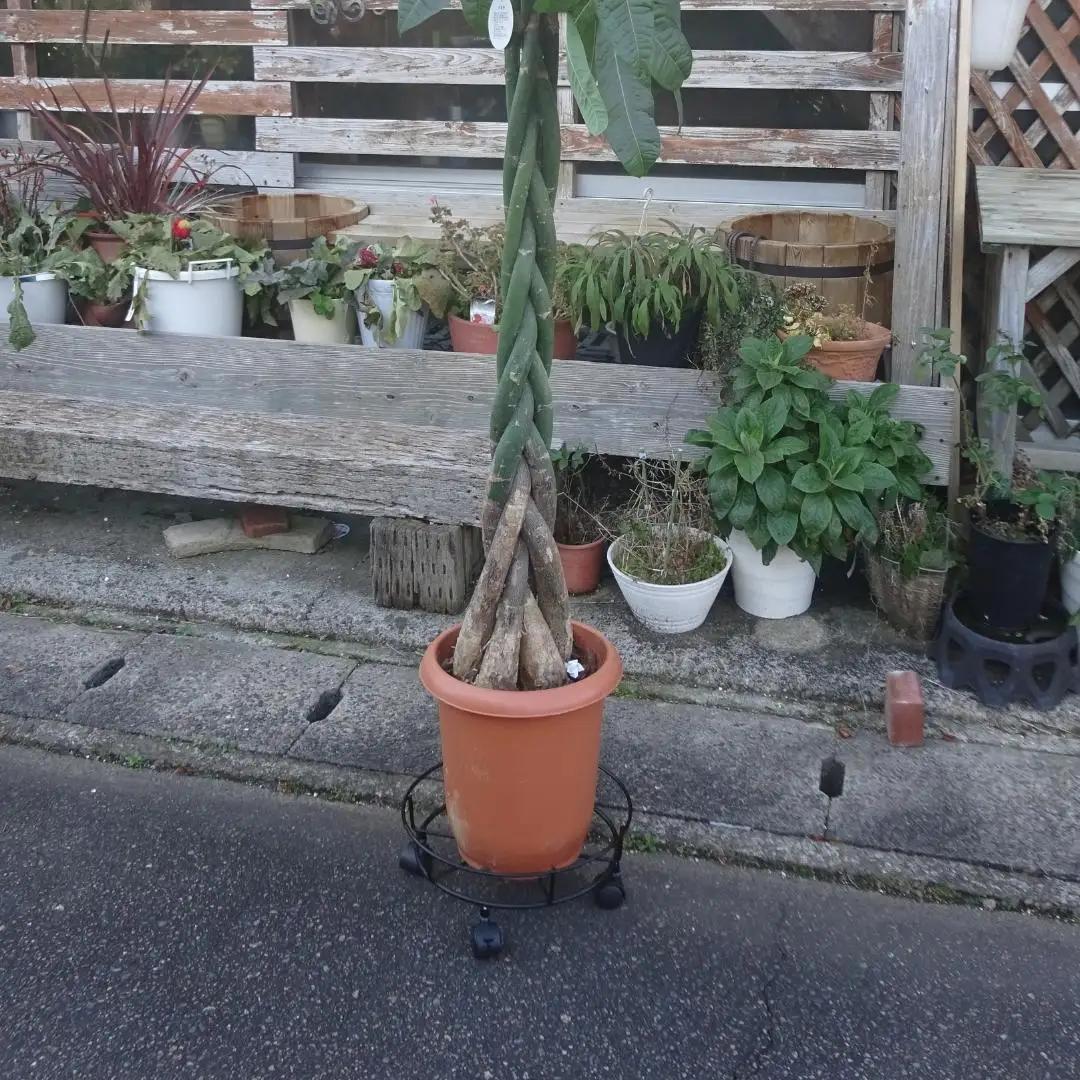 キャスター付鉢のせ台 M 植木鉢台 室内利用可 屋外 園芸用品  [株式会社オビタス] 【011S155】