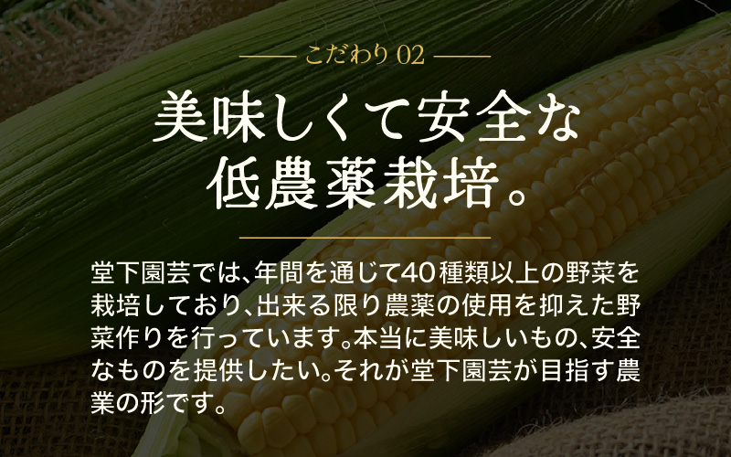 【先行予約】農家直送 冬野菜セット 1箱 7品目以上 《元気に育った新鮮野菜！》※2026年12月上旬以降発送 [aw028-a011]