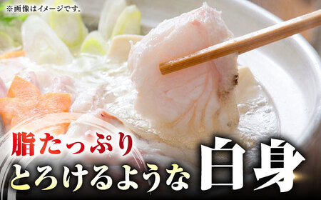 【全12回定期便】 【 対馬産 】 天然 クエ 300g （身のみ）《対馬市》【石川水産】 鍋 水炊き 鮮度抜群 海鮮[WAB035]