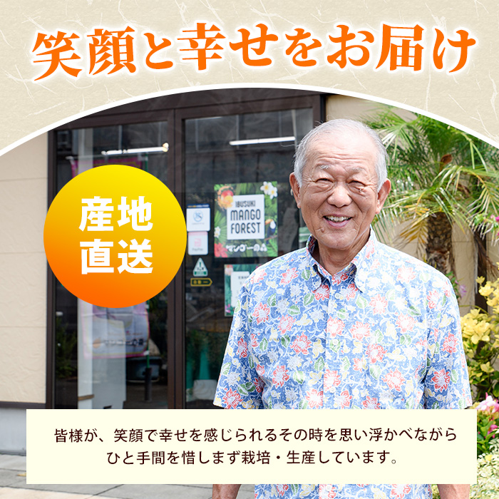 【訳あり】しあわせ完熟マンゴー 約800g(マンゴーの森/016-2055) 2玉 ～ 3玉 国産 南国 指宿産 鹿児島 アップルマンゴー マンゴー 果物 くだもの フルーツ 完熟 産地直送 お取り寄