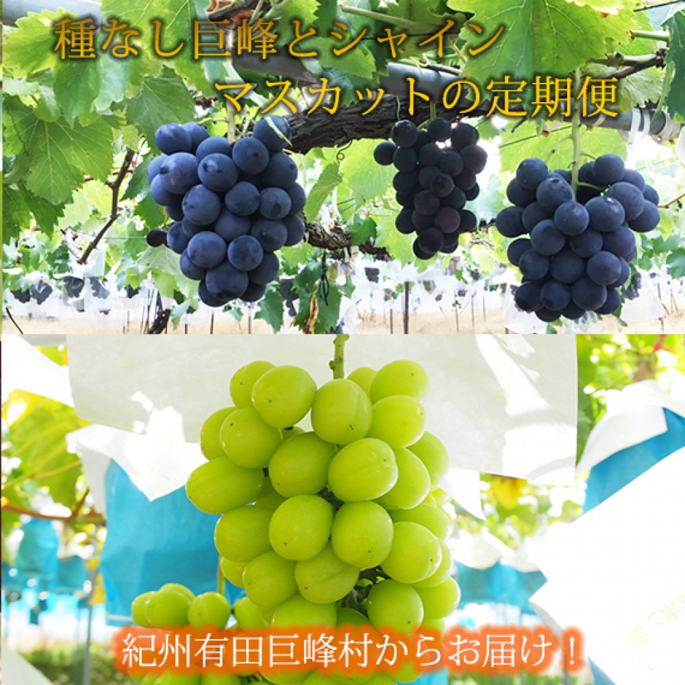 定期便 8・9月発送 紀州有田産旬のぶどうセット（種なし巨峰×約2kg・シャインマスカット×約2kg）  AN065