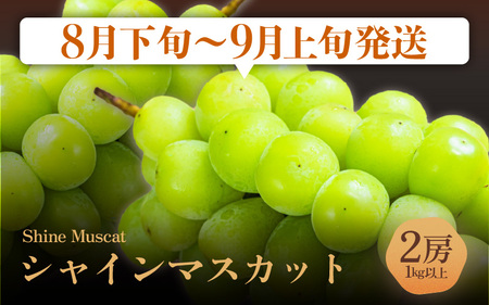 【先行予約】【定期便 3回コース】 坂井市フルーツ三昧！！「極」 B 【2026年7月上旬以降順次発送開始予定】定期便 くだもの 果物 [F-3202]