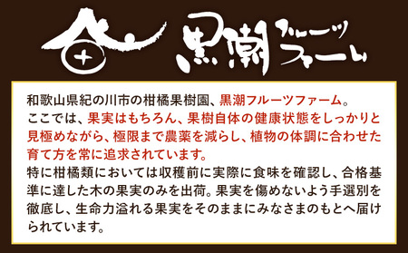 【秀品】 冬のみかん コイコク(恋い告) 2.7kg 黒潮フルーツファーム《11月下旬-12月下旬頃出荷》和歌山県 紀の川市 みかん ミカン 果物 フルーツ