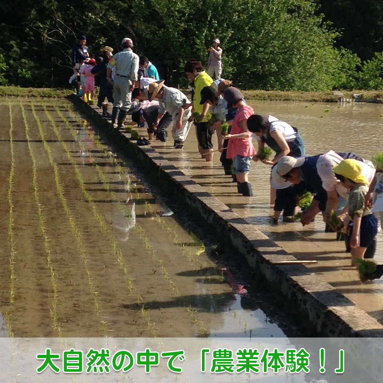 【ふるさと納税】【農業体験（1名様）】無農薬野菜のプロフェッショナルと一緒に、楽しく充実のひと時を共に過ごしましょう！ / 体験 収穫 農園 綾部市 / ともときファーム丹波［BSBG005］