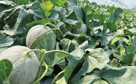 極上の一品「日原メロン（レッド種）」（1.7kg相当×1玉 ）