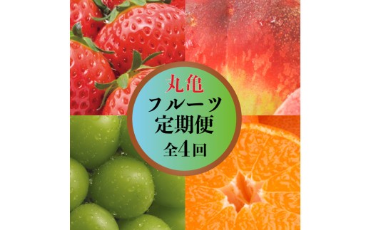 【甘くてジューシー！】 丸亀の人気フルーツ定期便 全4回 いちご 桃 シャインマスカット みかん さぬきひめ 金時紅みかん 香川県 丸亀市