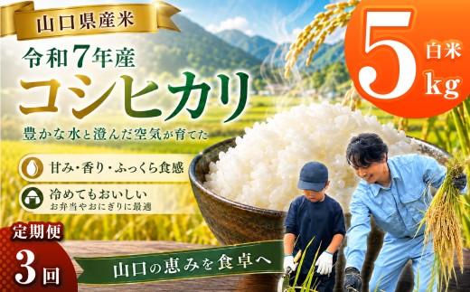 【 定期便 】 令和7年産 山口県産米 コシヒカリ 5kg 3回 ｜ 令和7年産 こしひかり 山口県産米 こめ お米 コメ 白米 精米 ごはん ご飯 瀬戸内 山口県 平生町 5kg