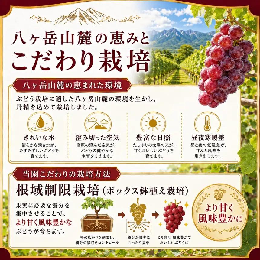 八ヶ岳西麓産 クイーンルージュ® 2房 (1kg以上)【2026年9月中旬～発送】