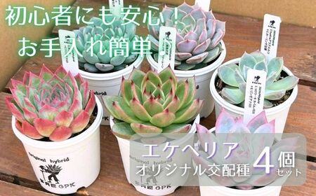 エケベリア オリジナル 交配種 おまかせ 4個 セット ／【多肉屋GPK】 インテリア インテリア植物 おしゃれインテリア オシャレ おしゃれ 多肉 多肉植物 観葉植物 植物 おまかせセット 人気 高評価 贈答 贈り物 趣味 ギフト プレゼント ナチュラル 自然 かわいい ミニサイズ 玄関 室内 飾れる ４個 オススメ おすすめ