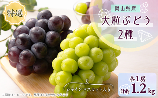 1062.＜先行受付＞特選大粒ぶどう2種セット(シャインマスカット入り)9月末～12月末発送予定【1488998】