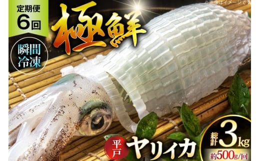 イカ 刺身 極鮮 ヤリイカ 計3.0kg（約500g×6回）  6回 定期便 [海隆丸 長崎県 平戸市 hr42bgy400091] おつまみ ヤリイカ 新鮮 海鮮 魚介 瞬間冷凍 冷凍 コリコリ 直送 冷凍 個包装 真空パック