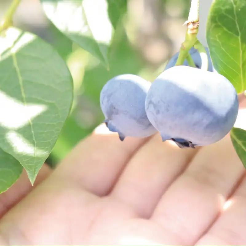 訳あり ブルーベリー 冷凍 1.2kg   blueberry
