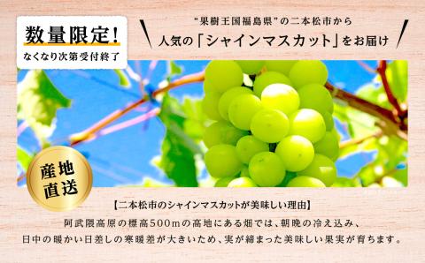 《2025年9月中旬以降発送》羽山のぶどうシャインマスカット1.5kg【羽山果樹組合】