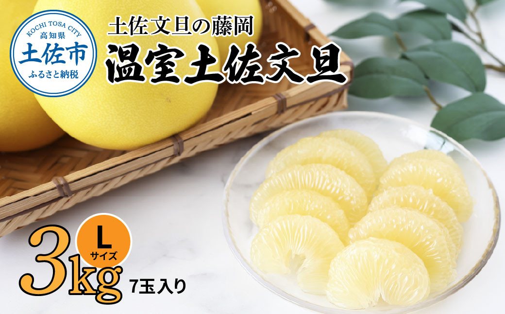 
            温室土佐文旦 3kg 7玉入り Lサイズ ぶんたん ブンタン 3キロ 小玉 フルーツ 柑橘 みかん 果物 くだもの 柑橘類 文旦 デザート お取り寄せ おいしい 土佐文旦の藤岡 食品 国産
          