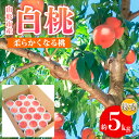 【ふるさと納税】山形市産 白桃 特秀品 約5kg (12～20玉) 柔らかくなる桃 【令和7年産先行予約】FS24-757