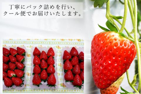 【先行予約】【数量限定】【3か月定期便】奈良県の高級イチゴ「古都華」1月-3月 / 国産 奈良県 果物 フルーツ イチゴ いちご 苺 期間限定 数量限定 先行予約