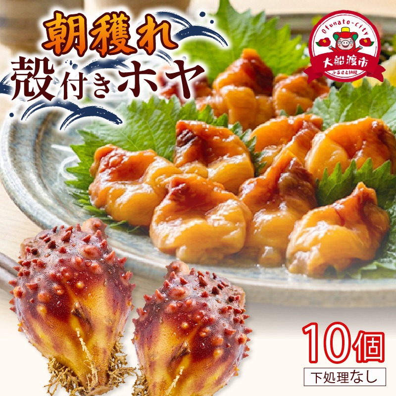 大船渡産 冷蔵 殻付きホヤ 10個 産地直送 朝どれ ほや 海鞘 海産物 海鮮 魚介 魚介類 珍味 大船渡  被災 災害 三陸 岩手県 国産