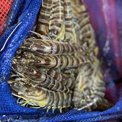 ふるさと納税 上島町 急速冷凍活きな車えび(無頭)〔冷凍くるまえび無頭8〜10尾(140g)×4袋〕 |  | 03