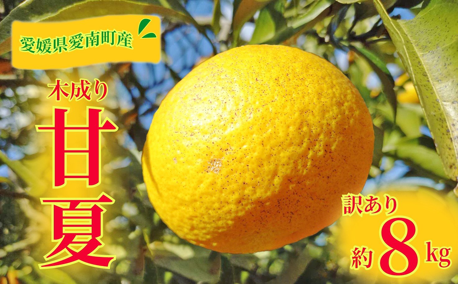 
                  訳あり 甘夏 8kg 先行予約 ふるさとチョイス限定価格 柑橘 かんきつ 蜜柑 愛媛 みかん 温州 みかん あまなつ 国産 こくさん mikan 果物 くだもの フルーツ デザート ジュース 果実 果肉 果汁 甘い ジューシー おいしい 濃厚 産地 直送 産直 特産品 河内晩柑 愛媛県 愛南町 愛南町青果市場
                