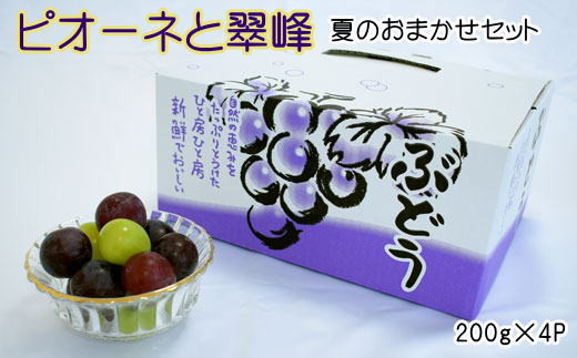 
            【数量限定】ピオーネと翠峰の夏のおまかせセット約200g×4パック ※2025年8月下旬～2025年9月下旬頃順次発送【tec514A】
          