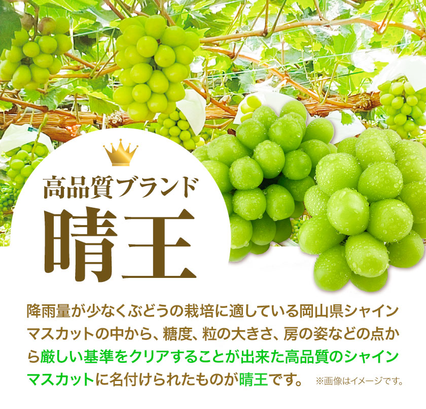 ぶどう [2024年先行予約] シャインマスカット 晴王 岡山県産 2房 約1.1kg《9月上旬-11月上旬頃出荷(土日祝除く)》 ハレノフルーツ マスカット 送料無料 岡山県 浅口市 フルーツ 果物