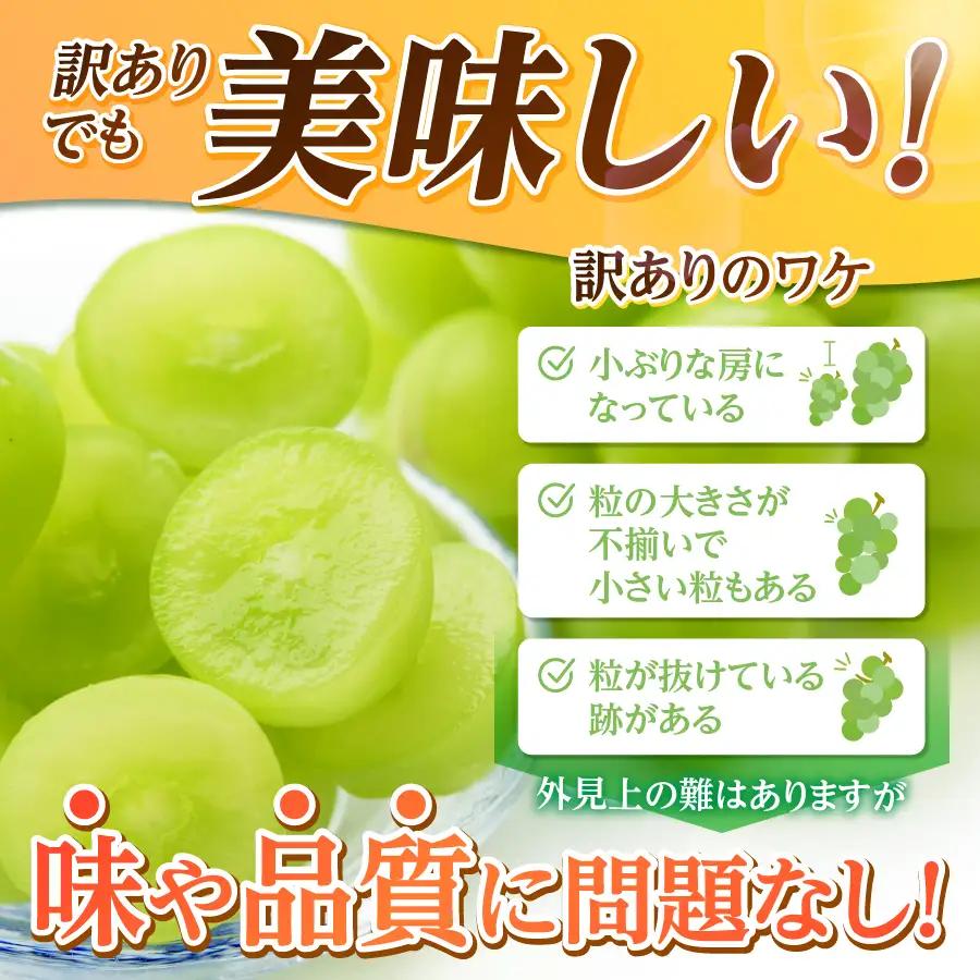 2026年発送 訳あり シャインマスカット 1.5kg （ 3～4房 ） フルーツ シャイン