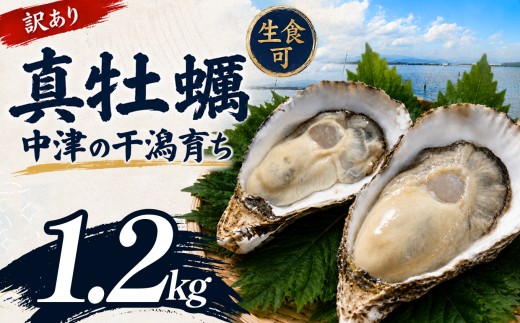 【訳あり】殻付き真牡蠣 1.2kg | 牡蠣 カキ かき 真牡蠣 生食用 殻付き 海鮮 魚介 海のミルク おつまみ おかず 訳あり 家庭用 大分県 中津市