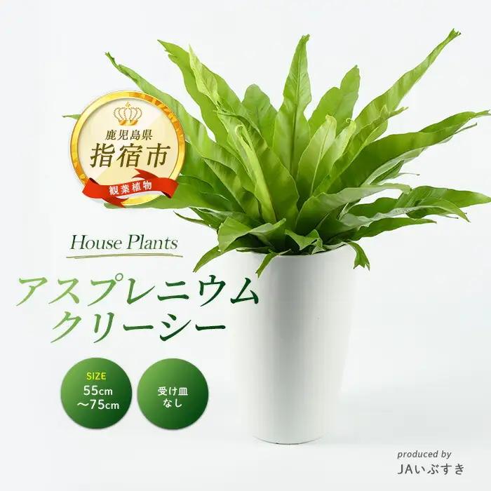 2026年4月上旬～発送【観葉植物】アスプレニウム・クリーシー 55cm～75cm JAいぶすき IB165-010 観葉植物 ※北海道・沖縄・離島配送不可