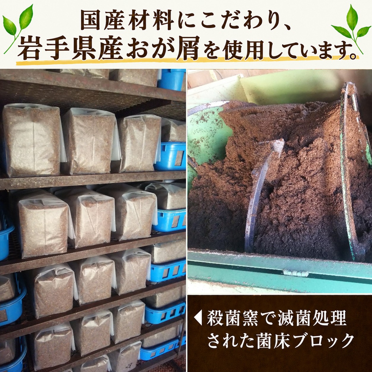 国産材料にこだわり、自家製の菌床ブロックを使用し栽培しています。