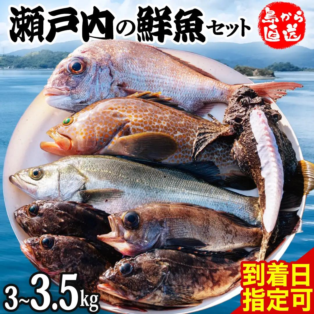 瀬戸内海産 鮮魚 セット 【 配達地域限定 】 神経締め 血抜き済 3～3.5kg 冷蔵 産地直送