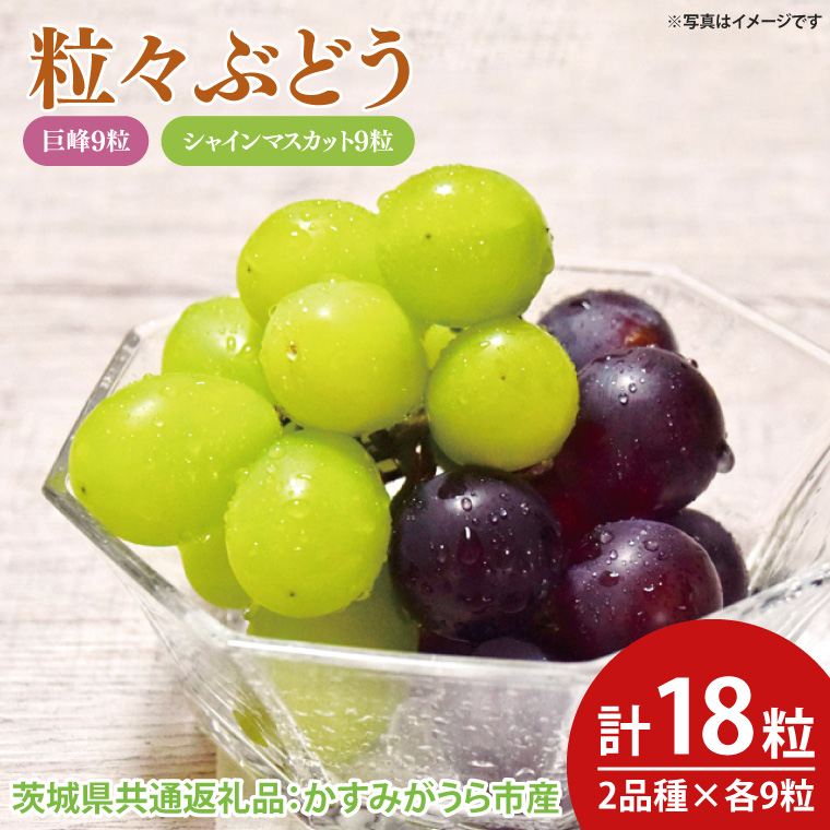 【先行予約】粒々ぶどう 合計18粒 シャインマスカット9粒と巨峰9粒（茨城県共通返礼品：かすみがうら市産）　※2025年8月初旬～2025年10月下旬頃に順次発送予定（CD055）