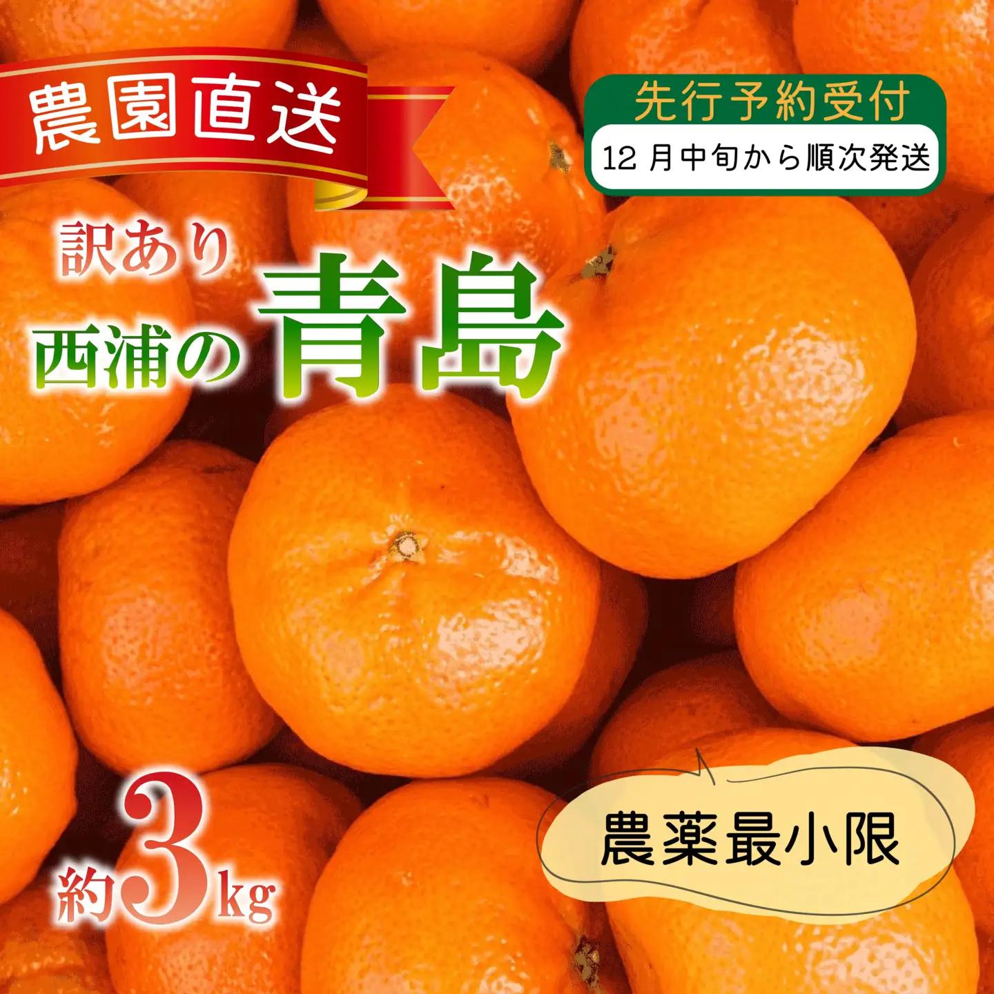 【訳あり】 青島 みかん 3kg 西浦 青島みかん 木負観光みかん園