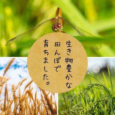 ふるさと納税 酒田市 【有機JAS認証米】コシヒカリ 玄米5kg 栽培期間中農薬不使用 令和7年産 |  | 03