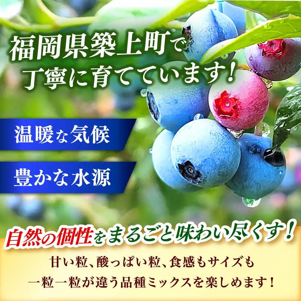 国産 ブルーベリー 1kg [ABAK001] フルーツ ベリー