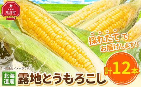 【先行予約】露地とうもろこし　合計12本　2025年8月下旬から発送開始予定 | とうもろこし とうもろこし とうもろこし とうもろこし とうもろこし コーン  コーン  コーン  コーン  コーン _04755