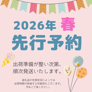 観賞用 花 カラー (5号) レッドシンフォニー | 栃木県 下野市