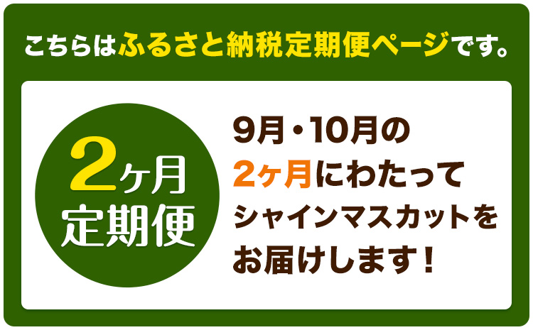 【2ヶ月定期便】ぶどう シャインマスカット 晴王 1.2kg 2房 ハレノフルーツ(アストライ)《9月上旬-10月末頃出荷》岡山県 浅口市 送料無料 フルーツ 果物 マスカット お取り寄せフルーツ【配