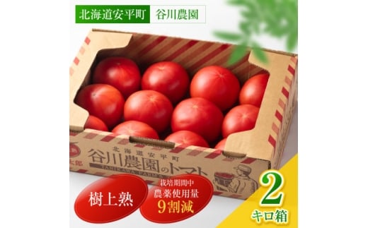 ＜先行予約受付＞＜北海道産＞樹上熟3段採り 桃太郎トマト / 正品2kg箱(10～14玉入)【1472504】