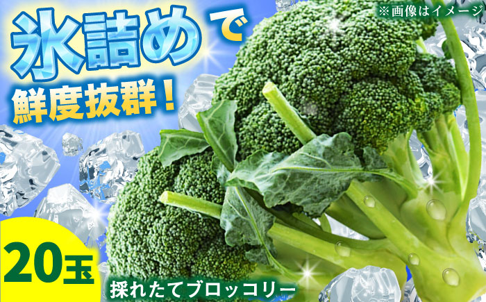 
            【7月以降順次発送】農家直送！採れたてブロッコリー 20玉 【農事組合法人 海沼農園】 新鮮 鮮度抜群 採れたて 旬野菜 緑黄色野菜 北海道 野菜 15000 15000円 [AXBD001]
          