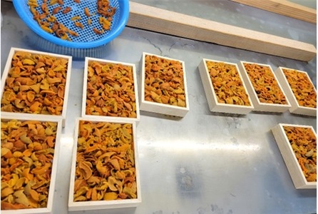 エゾバフンウニ(赤系)130～140g×1折[10月中旬以降発送] A-71046