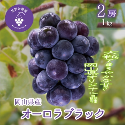 【2027年先行予約】岡山　花笑み農園のブドウ『オーロラブラック』1kg　(2房)　A-1_オーロラブラック 黒ぶどう 1kg 2房 贈答 ギフト フルーツ 果物 送料無料 岡山県 津山市【1628324】