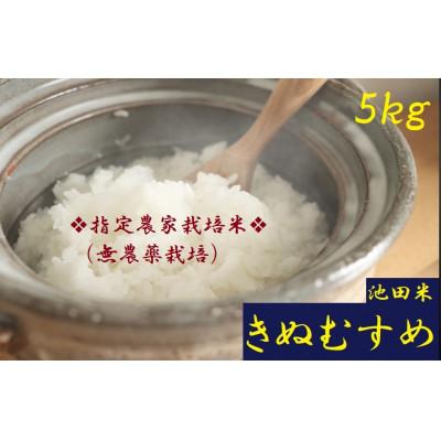 ふるさと納税 紀の川市 【栽培期間中農薬不使用】令和7年産 白米5kg(5kg×1袋入)紀の川市産(池田米)きぬむすめ