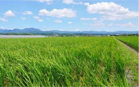 菊鹿の米 ヒノヒカリ 5kg【有限会社 あそしな米穀】[ZBI016]