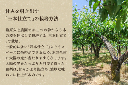 【2025年先行予約】新潟県産 和梨 新興 2kg 【秀品】《10月下旬から順次出荷》 しんこう なし 果物 フルーツ デザート ジューシー シャキシャキ 加茂市 塩原久七農園